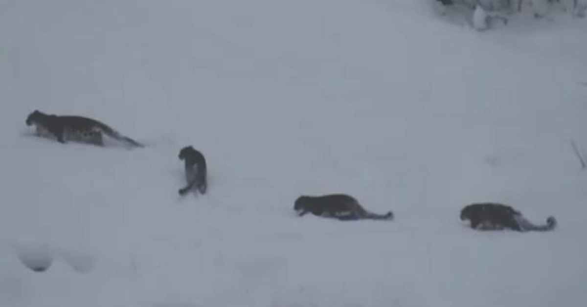 Snow Leopard Spotted